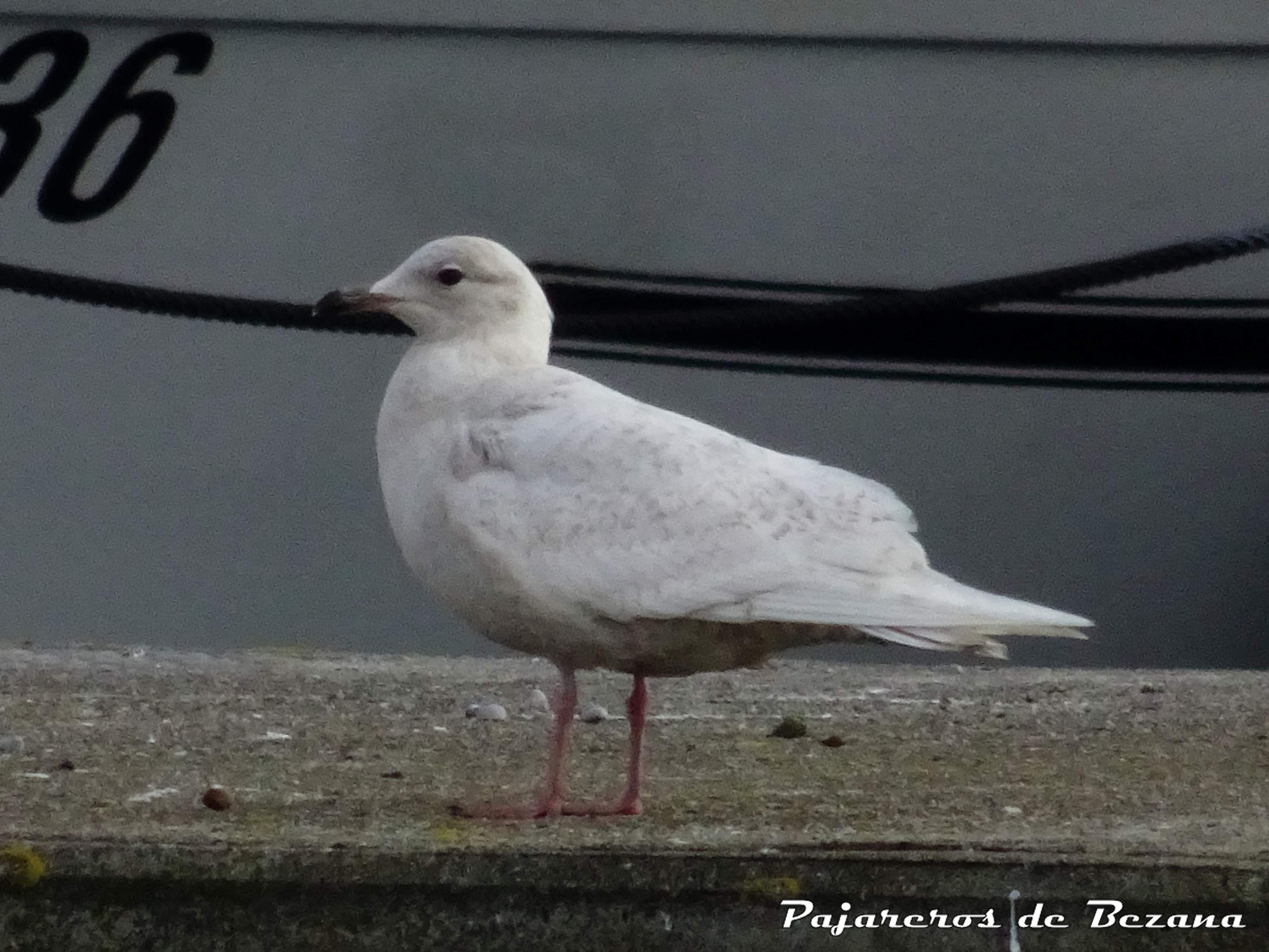 gaviota polar