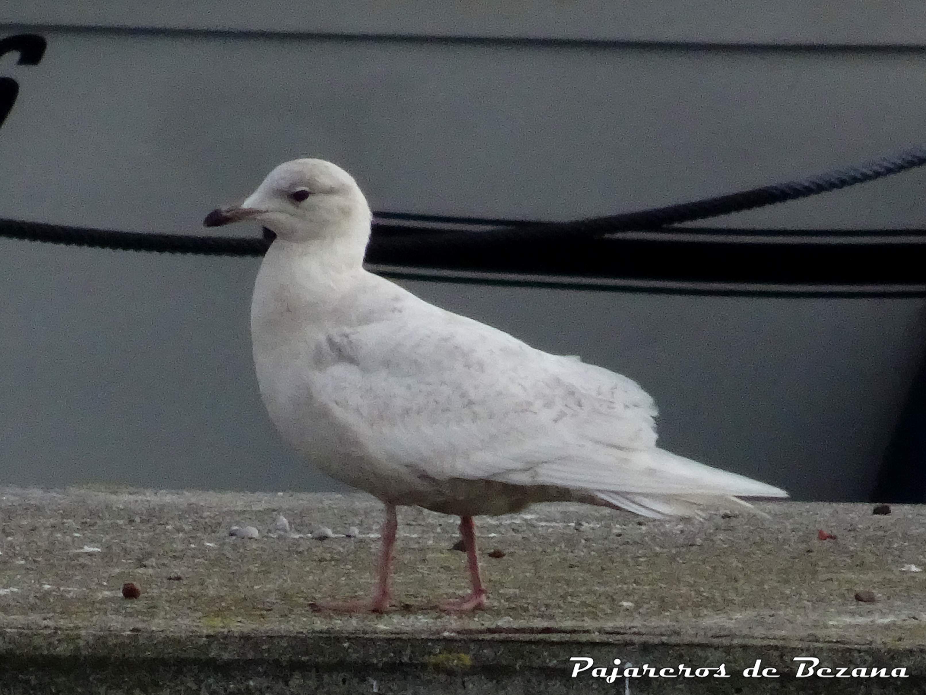 gaviota polar