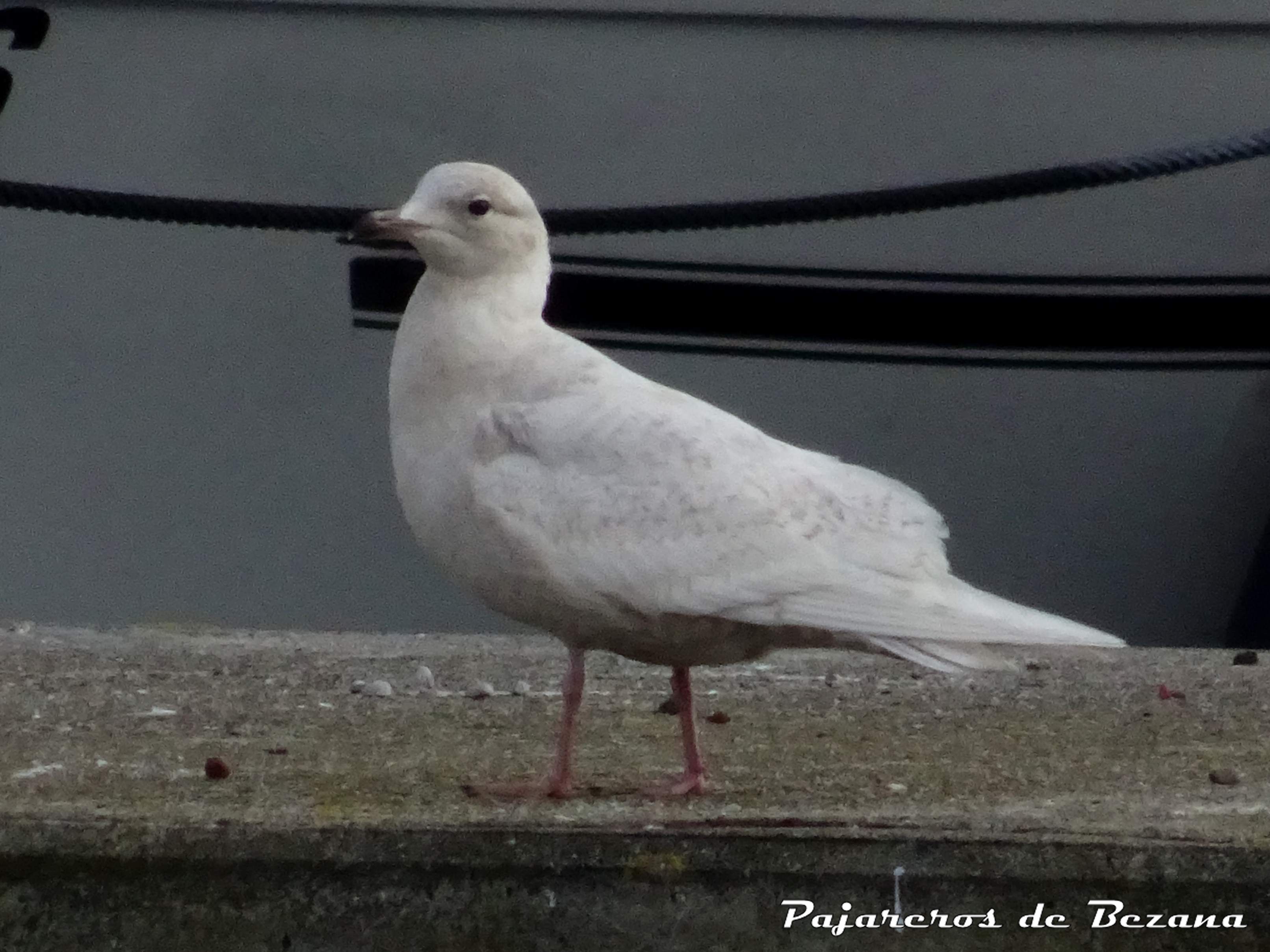 gaviota polar