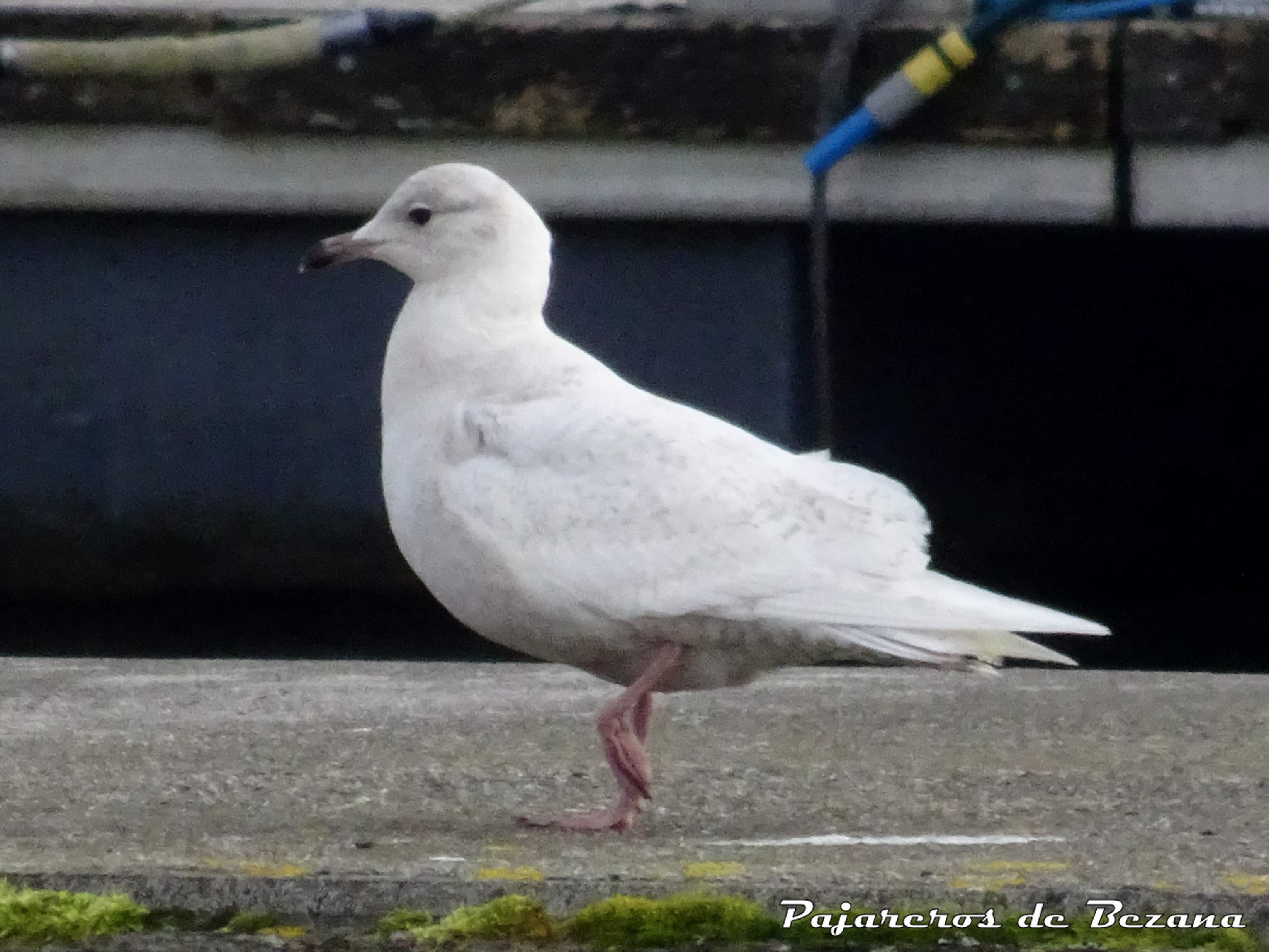 gaviota polar