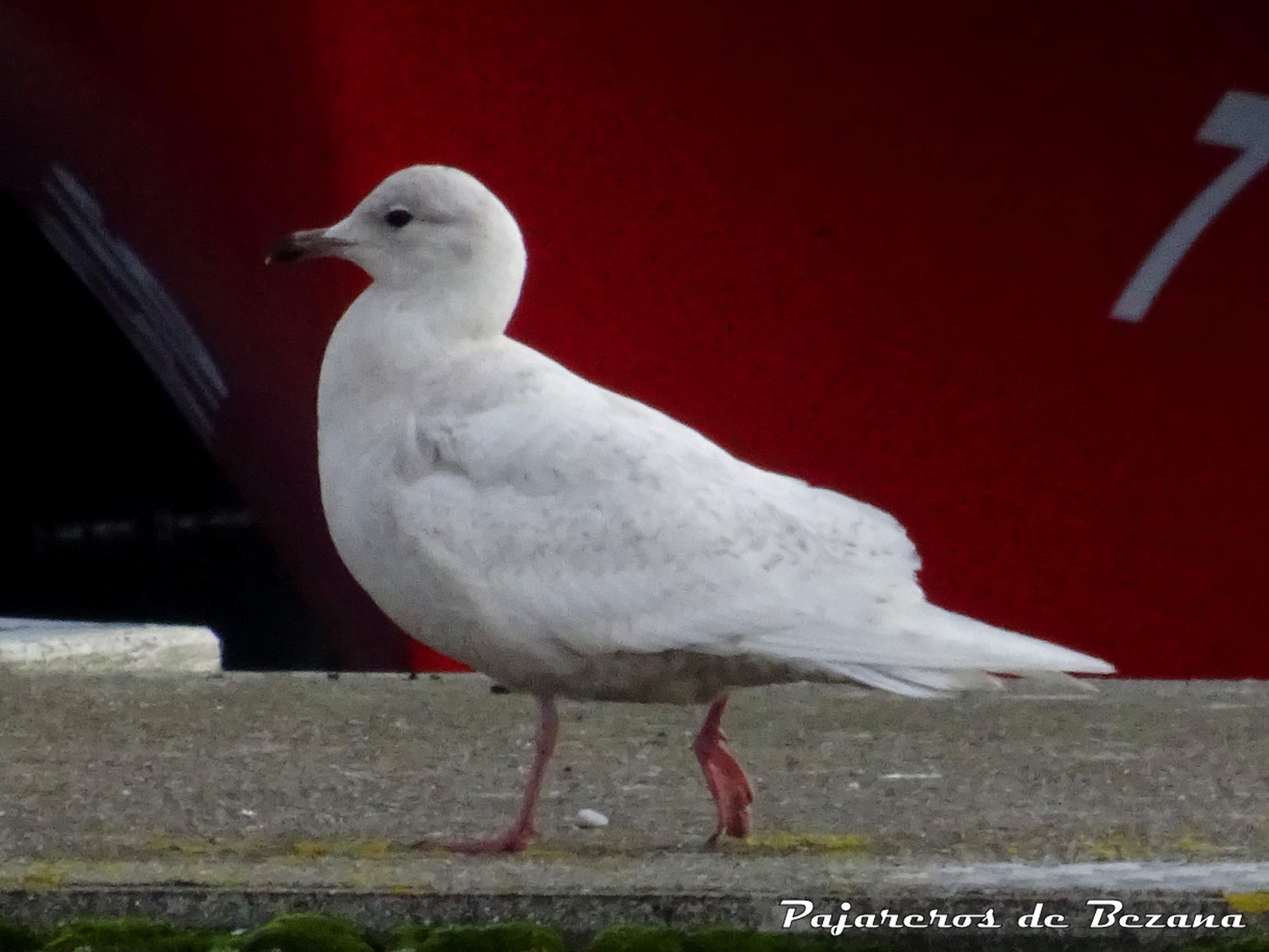 gaviota polar