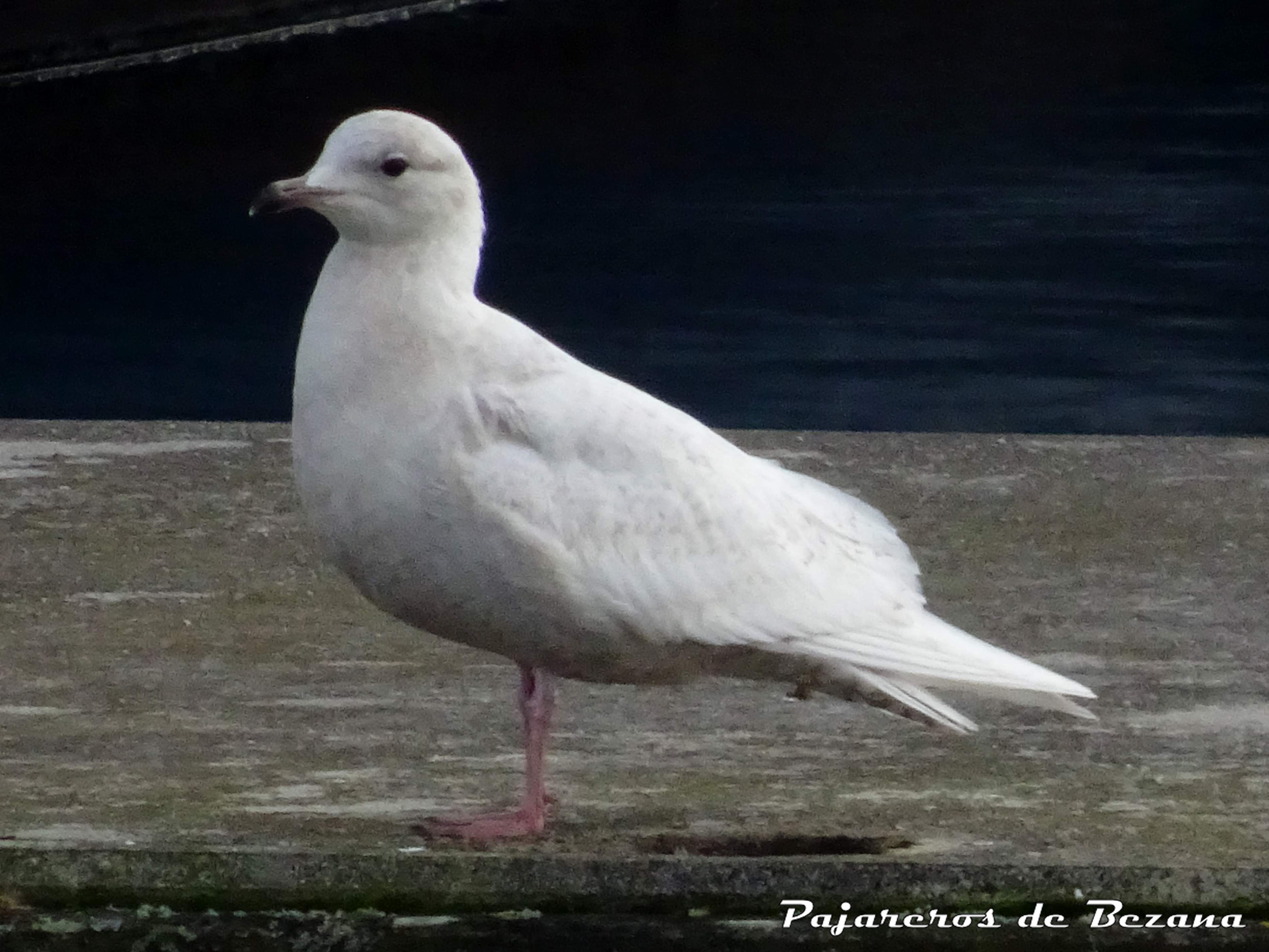 gaviota polar