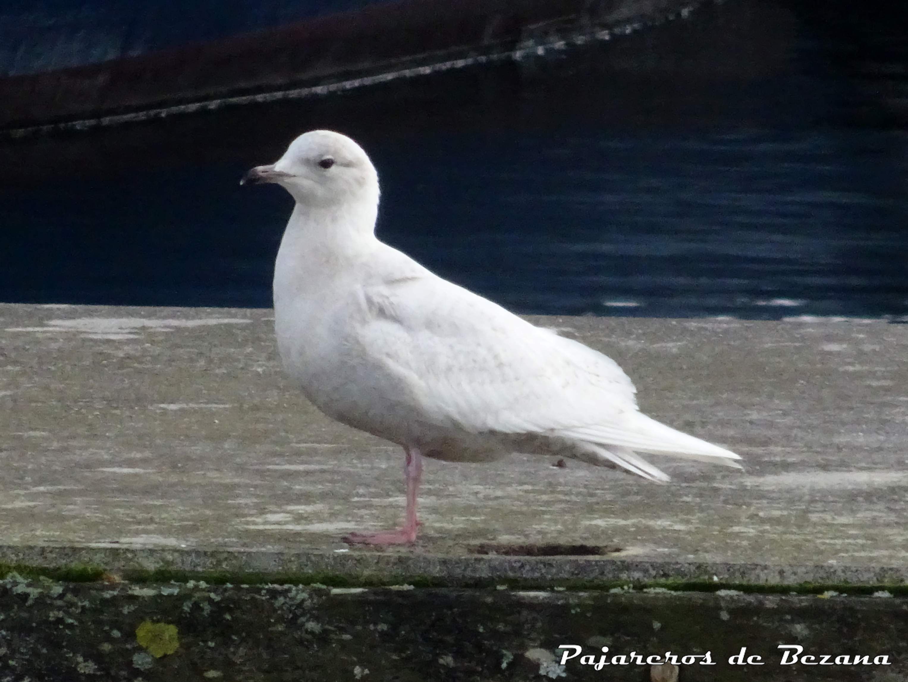 gaviota polar