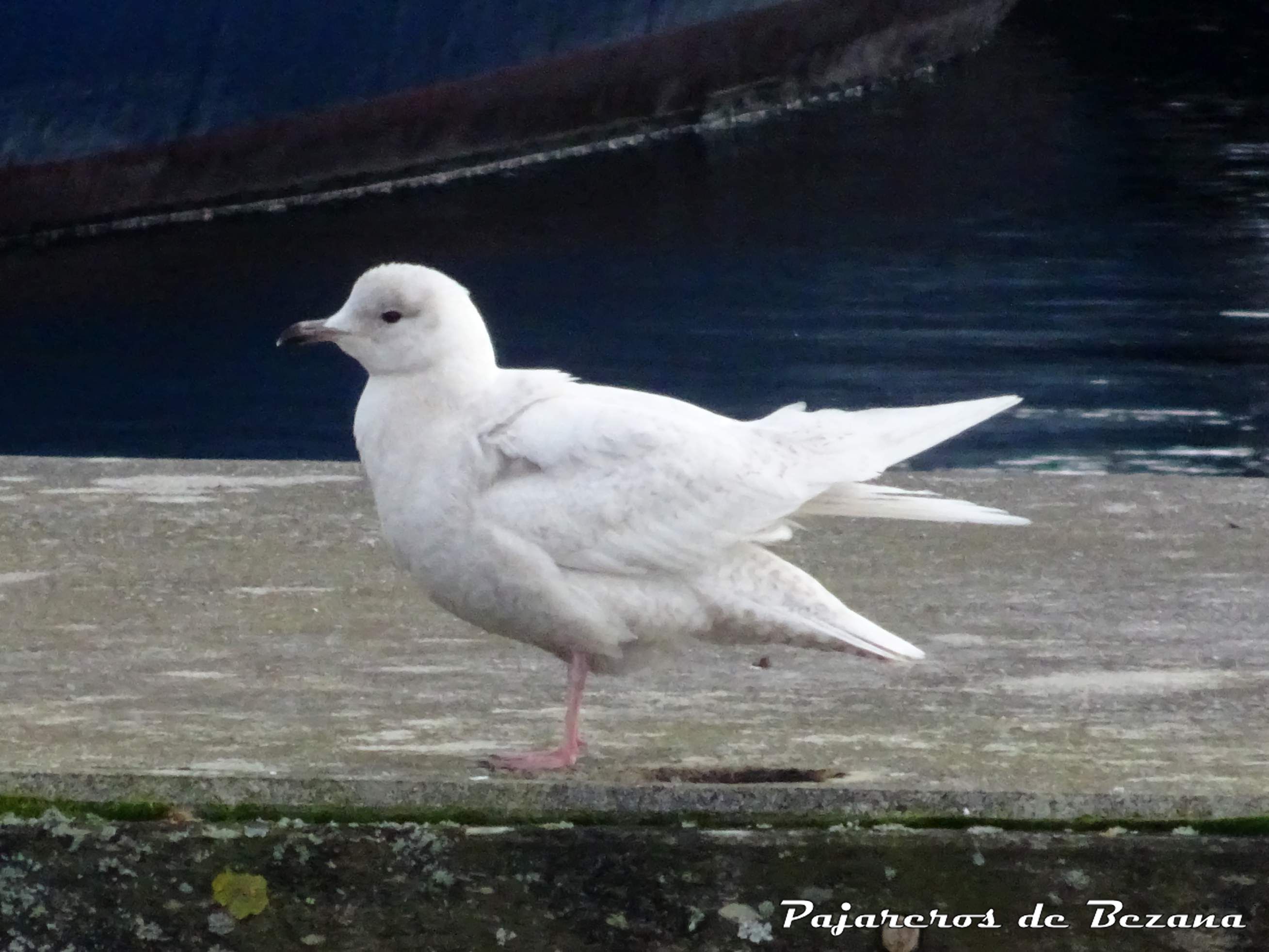 gaviota polar