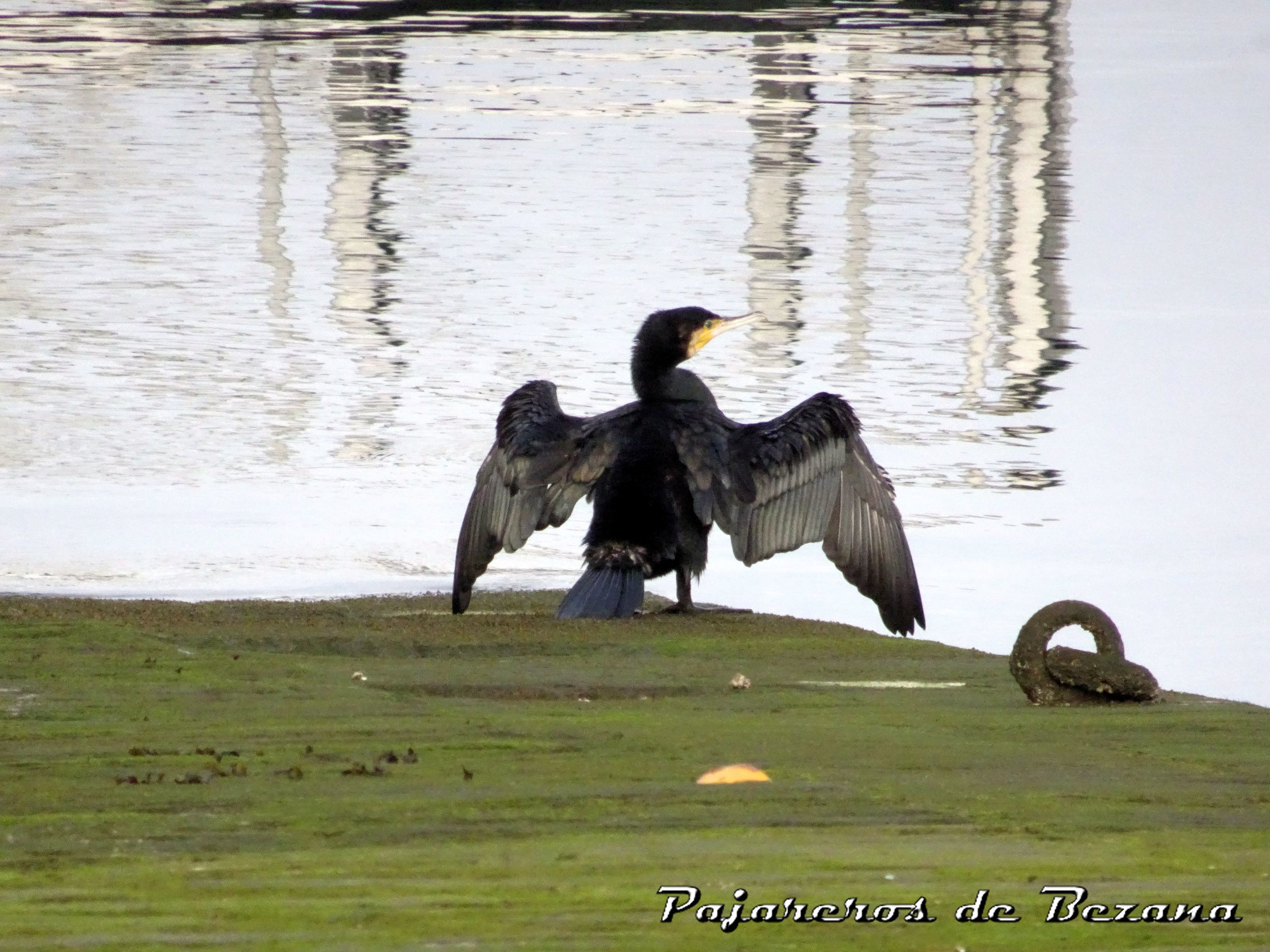 cormoran grandes