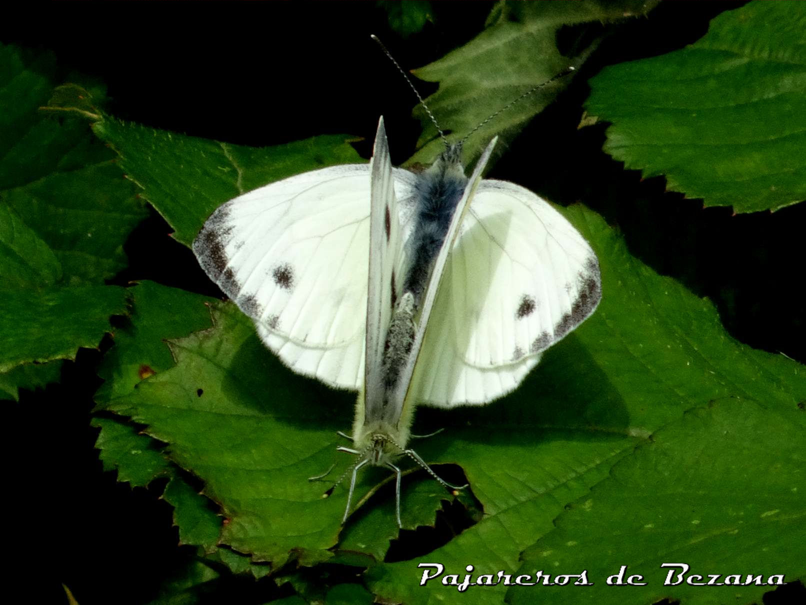 mariposas Soto