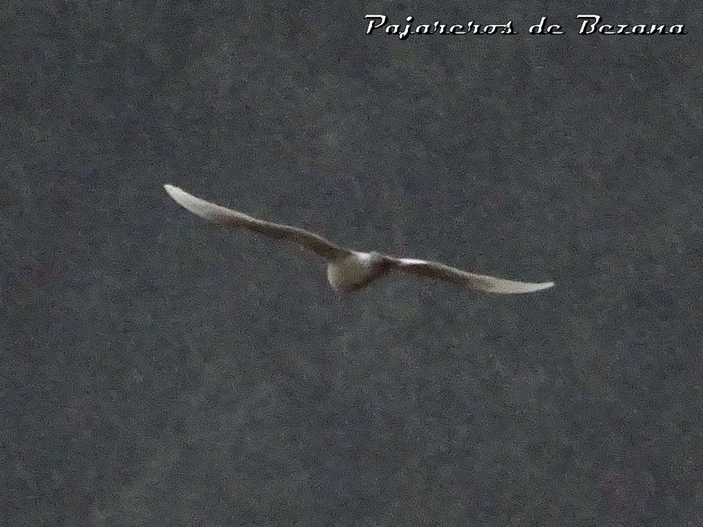 gaviota groenlandesa