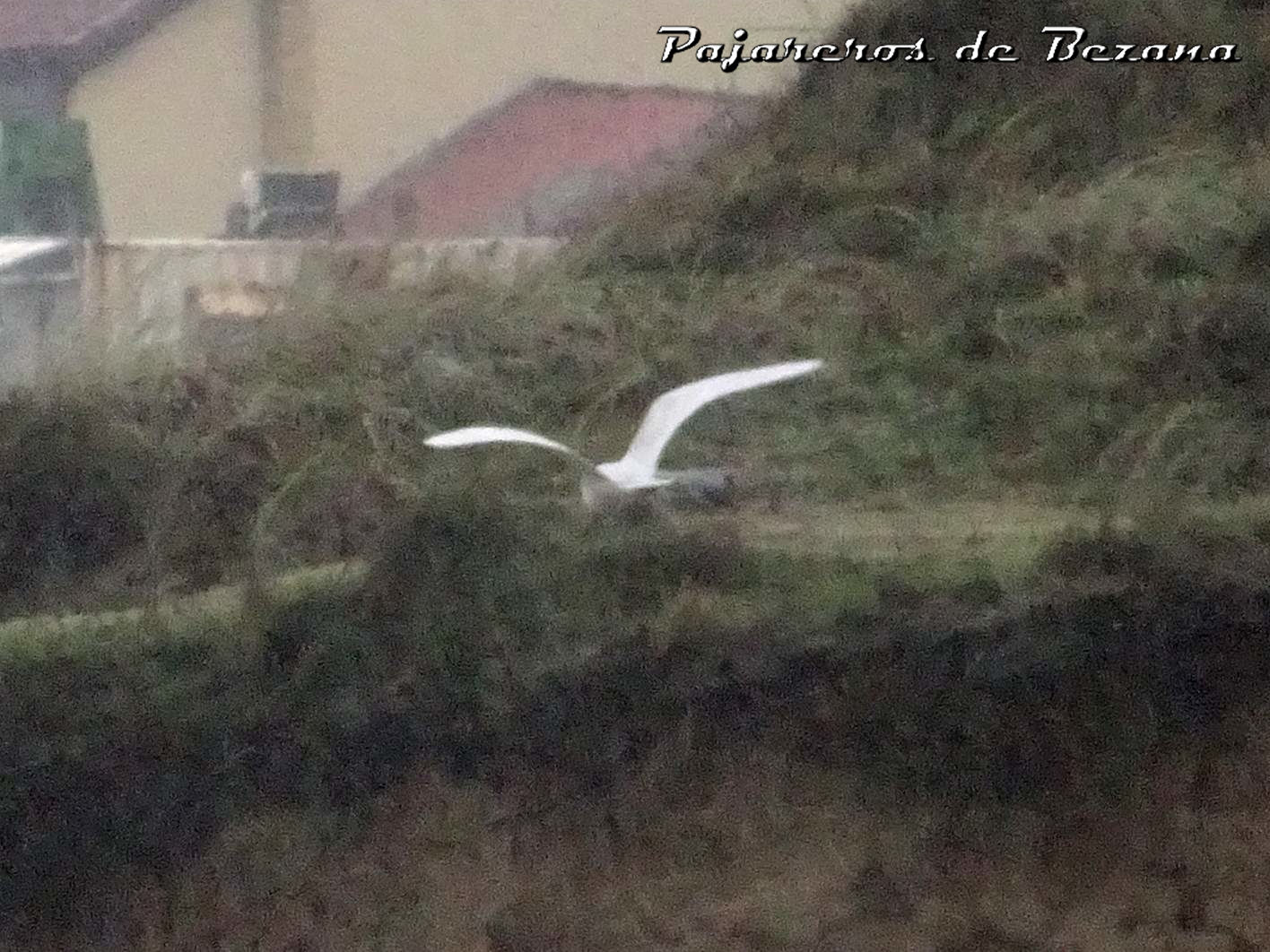 gaviota groenlandesa