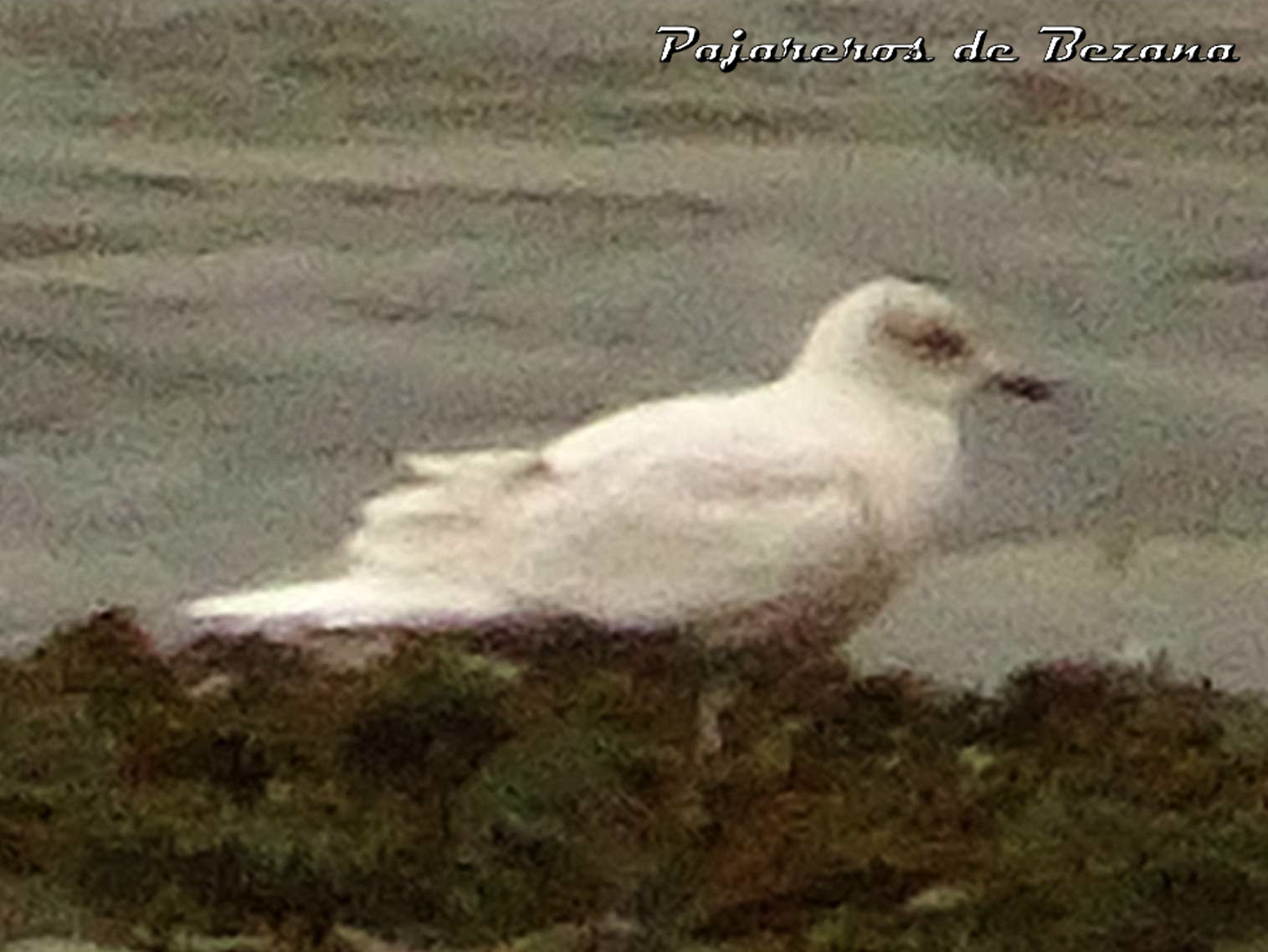 gaviota groenlandesa