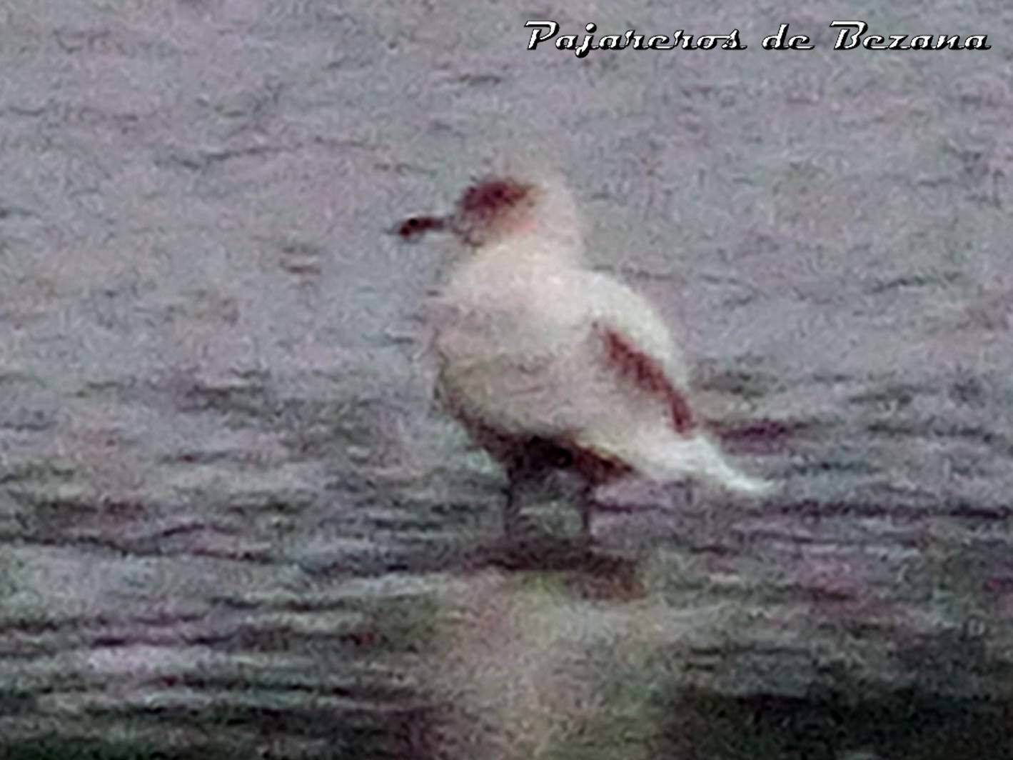 gaviota groenlandesa